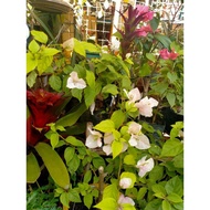 Bougainvillea Blooms