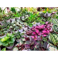 ▲✲▤Calathea Crimson Dottie Jessie Medallion V2 Shinestar Orbifolia Fasciata Maria Rusco Rosy