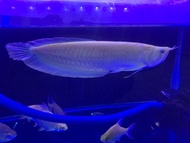 arwana silver albino mata anggur