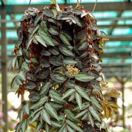 Tanaman Hias Gantung Daun - Elatostema Repens murah
