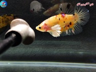 ปลากัดหูช้าง แฟนซี ส่งฟรี! ปลายทาง! เกรดสวยงาม
