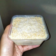 Cheesekut Nestum Milo Oreo Cheddar Cheese