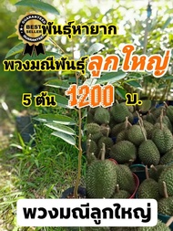 ต้นทุเรียน พวงมณี ลูกใหญ่ หายาก 5 ต้น 1200 บ.