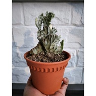 🌵Coral Cactus (Euphorbia Lactea Rare Cactus)🌵