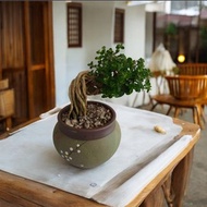 【禪風再現】壽娘子 專人雕朔 開幕新居喬遷升官送禮陽台居家擺設