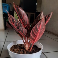 redsum red sumatra aglaonema