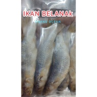 IKAN BELANAK , ikan Laut