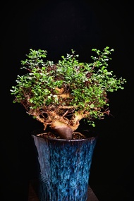 (#453) 卡塔夫正白皮橄欖 (非洲之角)　Commiphora kataf (Horn of Africa) / 塊根植物 Caudex / 另售象牙宮、龜甲龍、念珠橄欖、橄欖樹