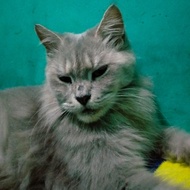 kucing Persia X Maine Coon betina indukan