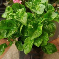 Bryan Brazil (banyak khasiat)