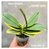 Bunga ANGGREK BULAN MINi VARIGATA SPIKE