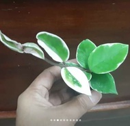 Hoya Carnosa Krimson Queen (Tricolor), Live Plant