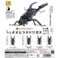 SOTA Sumatra Giant Flat Shovel Beetle Toy Model Capsule Toy Collection Ornaments Balawan Beetle