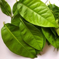 Daun Salam/Bay leaves/ Fresh n dry[[30gram]]