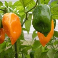 10pcs seeds BIG YELLOW HABANERO buah habanero kuning size besar