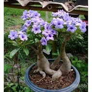 🍀🌺Adenium obesum seeds 100PCs desert rose rare Thailand flower seeds for home garden plant easy grow UIFI