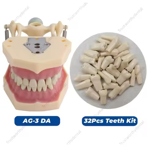 Dental Frasaco AG3 Typodont Model AG-3 DA Standard Restorative Typodont Replacement Teeth #11/26/35/