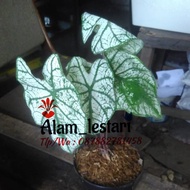 white caladium-keladi hias-beauty thai caladium