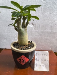 沙漠玫瑰(植物連盆)辦公室綠植