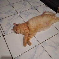 Kucing Anggora Oren Gemoy