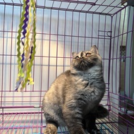 Kucing british shorthair BSH