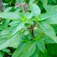 PLANT* 3's Kerantan (15cm +-) Thai Queen Basil / Thai Basil @ 九层塔