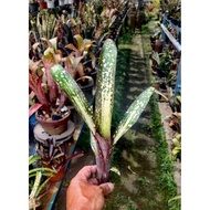 Bromeliad Billbergia Carino Pup