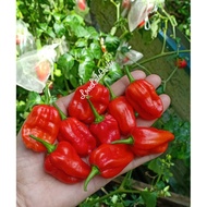 GERONONG PEPPER • 20 BIJI BENIH • SEED•