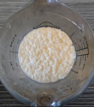 Milk Kefir Grains - 10g with milk.奶克菲爾活菌種10g連牛奶