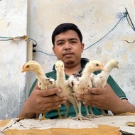 [Ready] Anak Ayam Pelung Jumbo