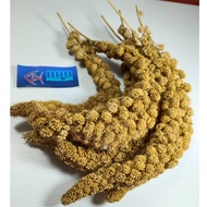 Spray Millet Emas10 Gaiety Spray Millet Bird Feed Bird Food 200gram