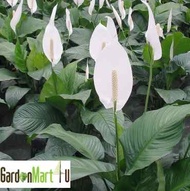 Large Spathiphyllum Peace Lily Live Plant Flowering Plant | Pokok Lilin Bunga Hiasan | 白鹤芋 蜡烛花