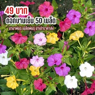 เมล็ดพันธุ์ ดอกบานเย็น 50 เมล็ด ดอกสวยคละสี