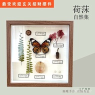 Real Butterfly Plant Specimen Decorative Painting Birthday Gift Silent ins Art Style Entrance Bedroo