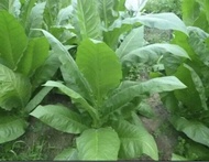 VIRGINIA BRIGHT LEAF Tobacco Seeds Canada Organic Non-GMO World Shipping!