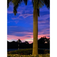 gamba sunset padu hoho