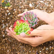 Super Soil Mix 1kg – Nutritious organic pre-mixed Soil for succulents cacti mini bonsai Perlite Peat