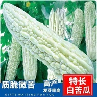 Long White Bitter Gourd Seed Type White Bitter Gourd Four Seasons Winter Bitter Gourd Spring Summer 