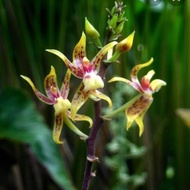 angrek tanah plocoglotis