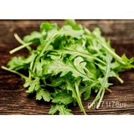 Lettuce Shipping Arugula Free  152023Vegetable Seeds United States