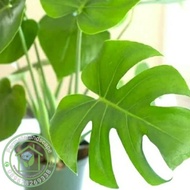 READY Monstera | Tanaman Monstera Deliciosa | bibit monstera