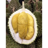 anak pokok durian D24/XO hybrid