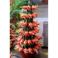 Dragon fruit red bonsai seed