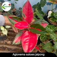 aglonema suksom jaipong