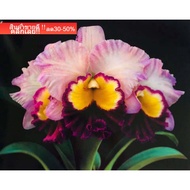 Auspicious Picture Enhance Feng Shui Home Decoration Pictures Wall Flower Image Size 16x20 Inches Or