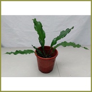 ◎ ✹ ❀ Anthurium plowmanii ( Wave of Love Anthurium Plant )
