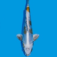 Ikan Koi Import Kikokuryu (Sertifikat Odakan)