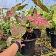 BG-CALADIUM MIX COLOUR RUFFLES pot170