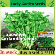 Benih Cilantro dan coriander香菜种子芫茜Cilantro seeds and coriander