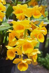 越南原生蘭花Den. densiflorum 密花(黃金)燈籠石斛  (花數多而密集+香)極珍稀